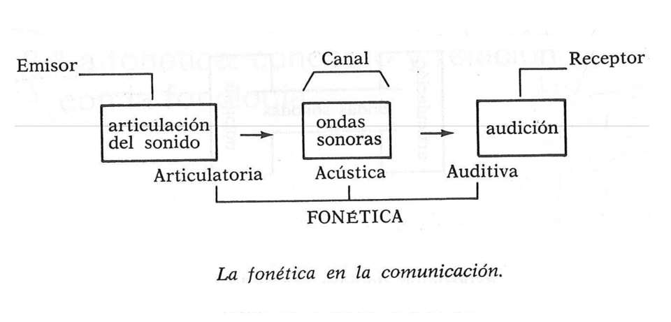 Representación gráfica de las ondas sonoras y la comunicación verbal