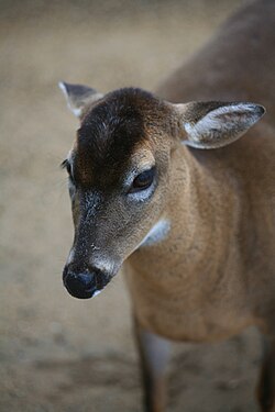 Ejemplar hembra perteneciente a subespecie insular