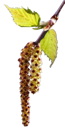 Inflorescencia del Betula pendula