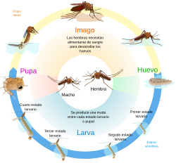 Ciclo de vida de un mosquito hembra adulto que pone huevos