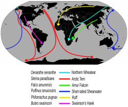 Mapa esquemático con diversas rutas migratorias señaladas por colores