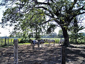 Caballos de faena en el estado Portuguesa