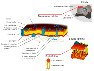Esquema general de la membrana celular y su integración molecular