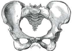 Pelvis femenina