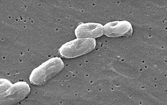 Bacteria reproduciéndose por fisión binaria