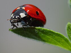 Mariquita con coloración roja y negra