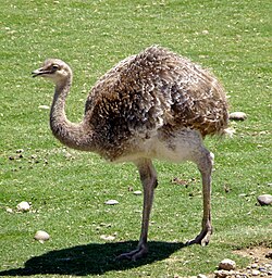 Ejemplar adulto de Rhea pennata pennata