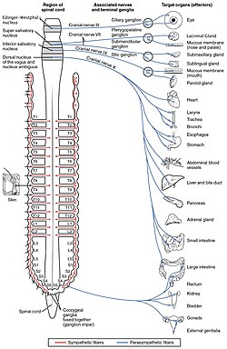 Centros de control de la homeostasis