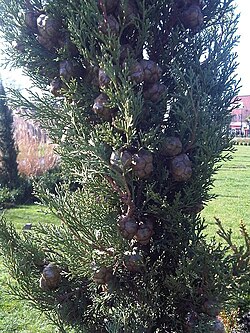 Cupressus sempervirens en su entorno natural