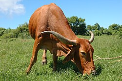 Vaca paciendo hierba