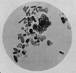 Representación de células del género Azotobacter