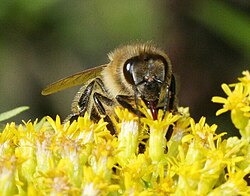 Abeja sobre una flor