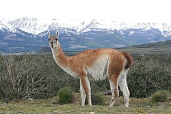 Guanaco austral en el parque nacional Torres del Paine, Chile.