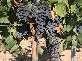 Uvas merlot de un viñedo de Portugal