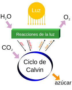 Esquema simplificado de la fotosíntesis