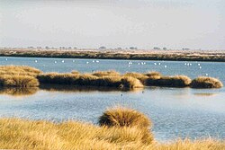 Marisma de Doñana