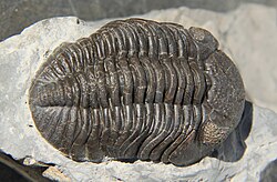 Fósil de trilobites perteneciente al período Devónico