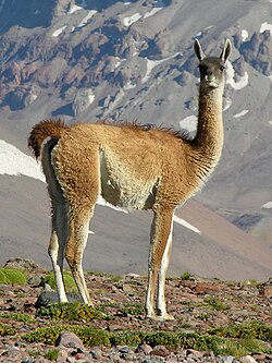 Guanaco en Mendoza