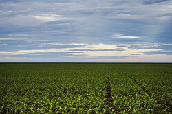 Extensa plantación de soja en territorio matogrosense