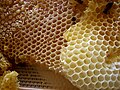 Panal de abejas con celdas hexagonales