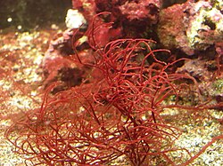 Ejemplar de alga roja