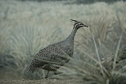 Ejemplar de copetona común en su hábitat natural