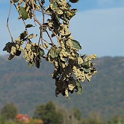 Agallas en el envés de hojas de encina