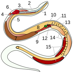 Anatomía interna de una serpiente