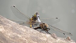 Cópula de la libélula Orthetrum cancellatum.