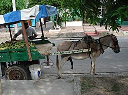 Carreta de plátanos tirada por un burro colombiano