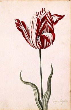 Pintura en gouache del siglo XVII representando al famoso tulipán Semper Augustus