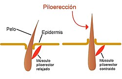 Representación de la textura cutánea generada por la contracción del vello