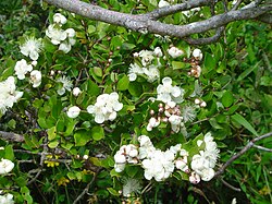 Flor del arrayán con sus pétalos blancos y estambres visibles.