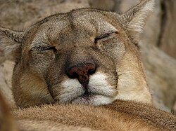 Cabeza de Puma concolor puma en cautiverio