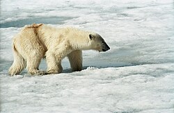 Oso polar en su hábitat