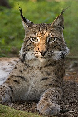 Lince (Lynx lynx)
