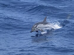 Delfín listado en el Mediterráneo