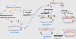 Esquema de transposición no conservativa