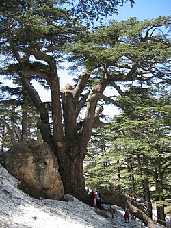 Bosque de los cedros de Dios