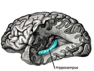 Localización del hipocampo en la parte medial del lóbulo temporal del cerebro.