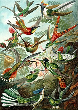 Lámina de colibríes en el Kunstformen der Natur de Ernst Haeckel