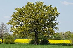 Árbol solitario en un paisaje abierto