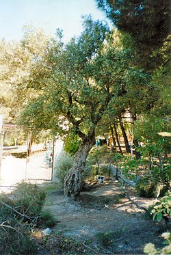 Olivo en Víznar
