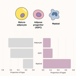 Patrones de metilación del ADN: hipometilación en adipocitos e hipermetilación en células mieloides.