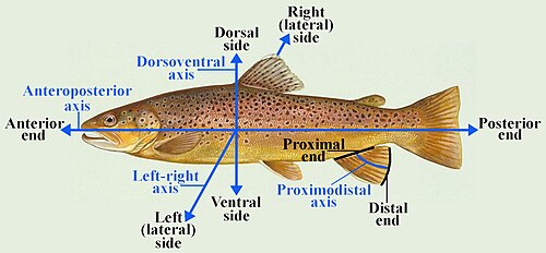 Ejes y polos anatómicos: antero-posterior, dorso-ventral, latero-lateral y próximo-distal.