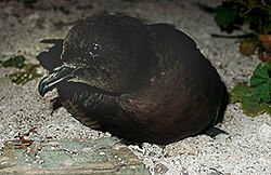 El Petrel de Bulwer, Bulweria bulwerii