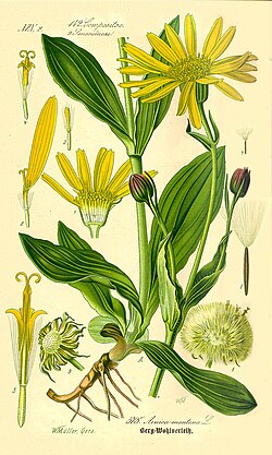 Ilustración botánica clásica de Arnica montana