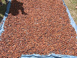 Granos de cacao