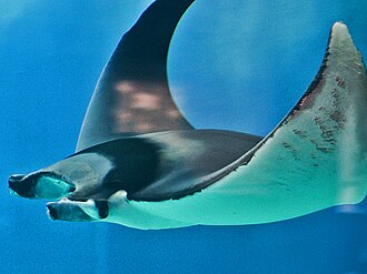 Mobula mobular en el mar Mediterráneo