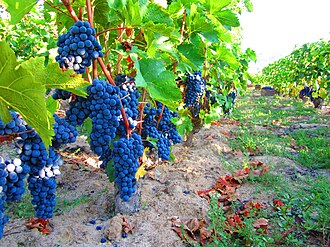 Viñedo en Skopie